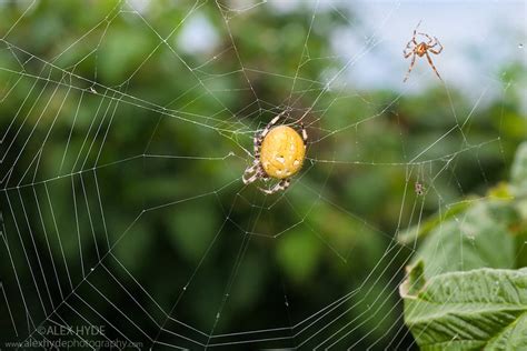 Four Spot Orb Weaver Spider Araneus Quadratus Mating Alex Hyde