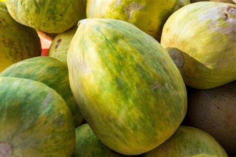 Crenshaw Melon: Description, Flavor, Benefits, And Uses - Gardeners' Magazine