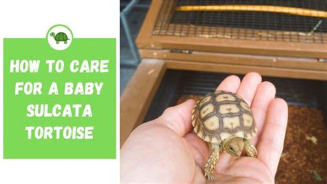 Sulcata Tortoise Care Sheet