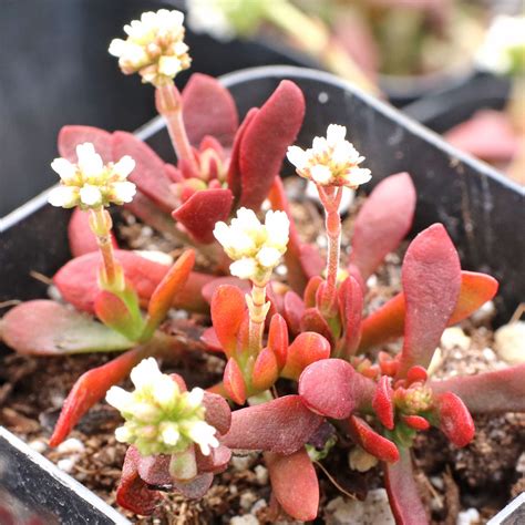 Crassula Pubescens Ssp Radicans Small Red Stonecrop Mcg™