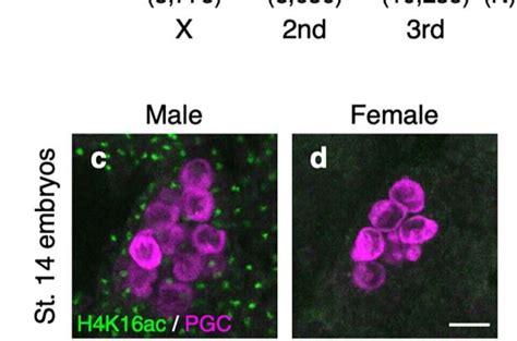 X Marks The Spot How Genes On The Sex Chromosomes Are Controlled