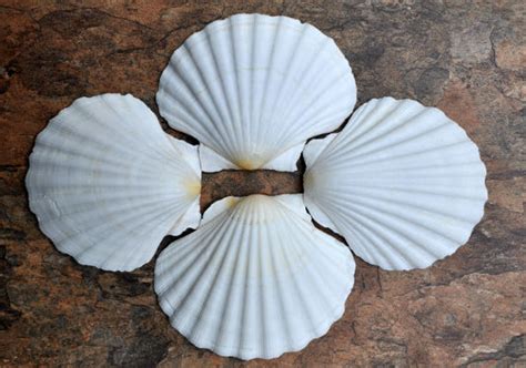 Irish Deep Baking Scallop Seashells Large 4 Pcs Pecten