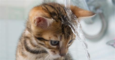 Pourquoi Les Chats N Aiment Ils Pas L Eau