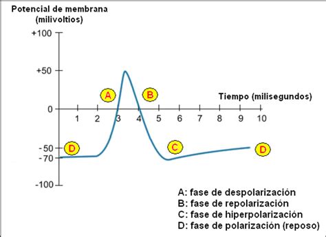 05 Fisiología Potencial De Membrana