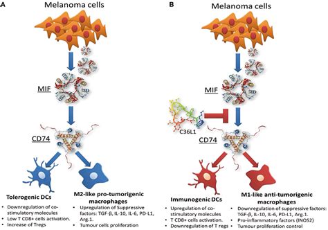 Frontiers Blockade Of Mifcd74 Signalling On Macrophages And