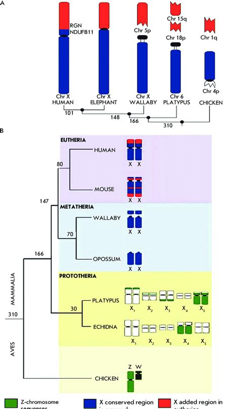 The Origin And Evolution Of The Mammalian X Chromosome А Genes Of The Download Scientific