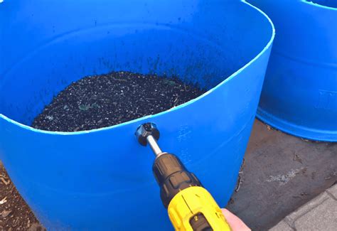 How To Grow Potatoes In 55 Gallon Barrels And Tips And Tricks For For