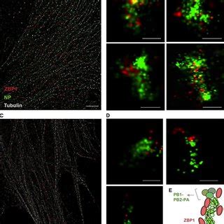 EGFR Knock Down Impairs Efficient Uptake Of IAV Into A549 Cells A