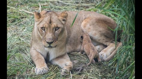 PHOTOS: Another Lioness Gives Birth To Cubs At Columbus Zoo | 10tv.com