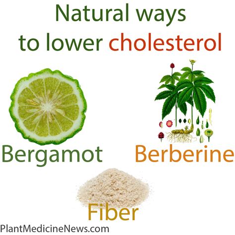 natural ways to lower cholesterol - Plant Medicine News