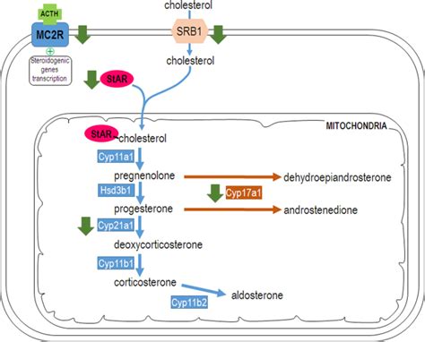 Corticosteroid Binding Globulin Is Expressed In The Adrenal Gland And