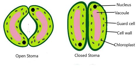 Class 7 Science Chapter 1 Nutrition In Plants Additional Exercises In