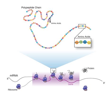 Peptide