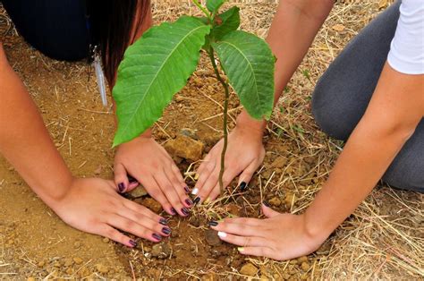 What Is The Miyawaki Reforestation Method