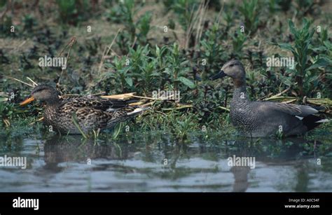 Gadwall male and female Stock Photo - Alamy