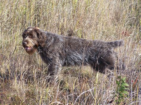 Scout on point. Wirehaired pointing griffon. | Wirehaired pointing ...