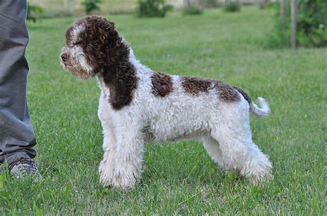 Caratteristiche Lagotto Romagnolo cerca tartufo e compagnia