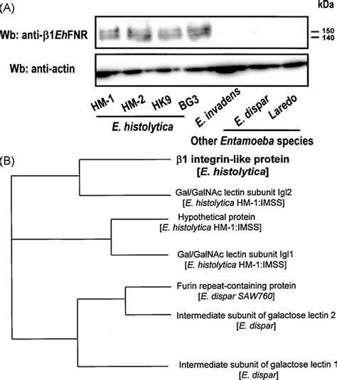The B Ehfnr From E Histolytica Is Different From The One Present In E