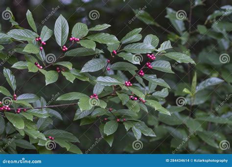 Arbusto De Espina Dorsal Con Bayas Rojas Rhamnus Caroliniana Foto De