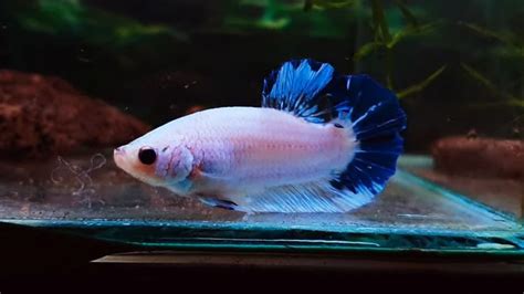 Betta Rồng Xanh Là Cá Gì Đặc Điểm Giá Cách Nuôi