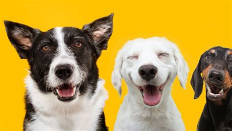 What are Dog Personality Traits and Types? – Top Dog Tips