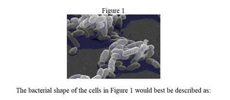 Solved 1 The Bacterial Shape Of The Cells In Figure 1 Would