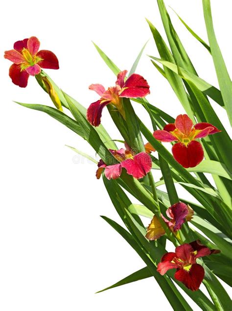 Red Iris Flower Beauty Stock Photo Image Of Finest Beauty 6989446