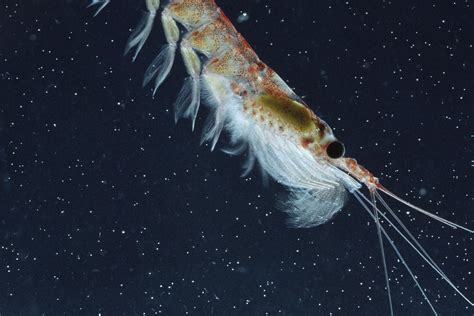 Krill Guide: What They Are, And Why They Are So Important, 55% OFF