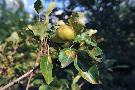 Premium Photo Pear Disease The Causative Agent Of Pear Rust Is The Pathogenic Fungus