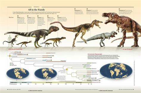 The Evolution Of Dinosaurs Is Shown In This Diagram Which Shows How