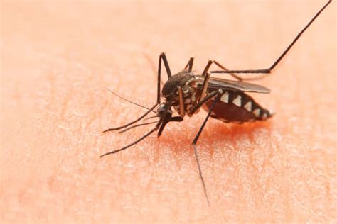 Top 10 Most Dangerous Bugs In The World