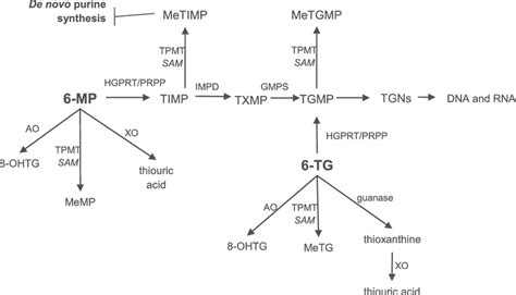 Simplified schematic diagram of the metabolism of thiopurines.... | Download Scientific Diagram