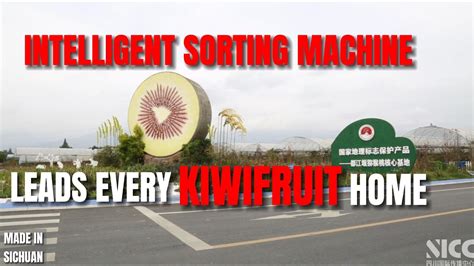 MADE IN SICHUAN 5 Intelligent Sorting Machine Leads Every Kiwifruit