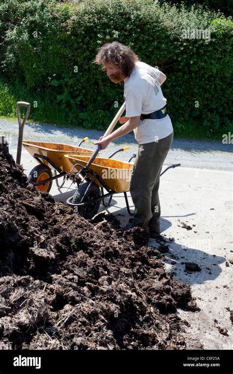 Man Shovelling From A Large Pile Of Manure Into Wheelbarrow Stock Photo