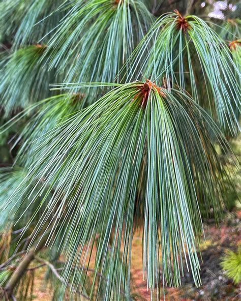 Eastern White Pine Bonsai: Whispering Wilderness in a Pot