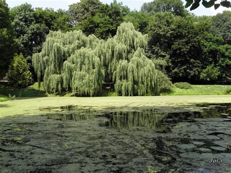 Lublin Ogród Botaniczny UMCS Garnek pl