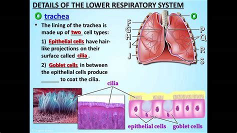 The Respiratory System Lesson 2 Anatomy Of The Respiratory System Youtube