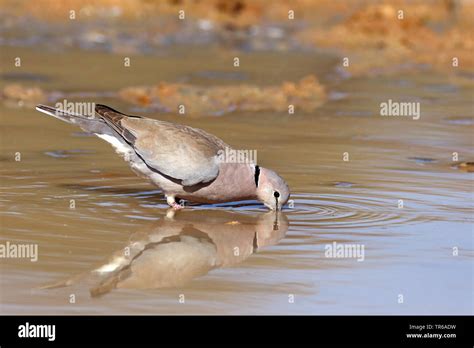 Ring Necked Dove Cape Turtle Dove Half Collared Dove Streptopelia