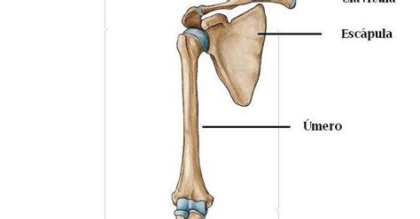 Anatomia E Fisiologia Ossos Do Bra O Antebra O E M O