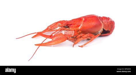 Fresh Boiled Red Crayfish Isolated On White Background Stock Photo Alamy