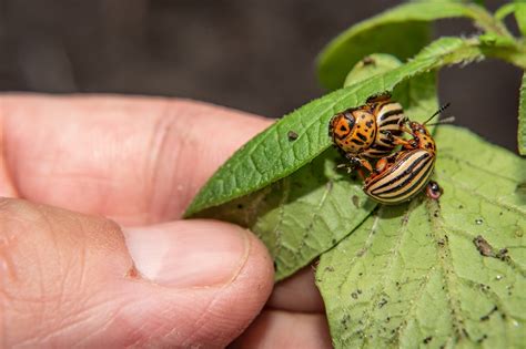 How To Identify Pests Guy Sela Cropaia