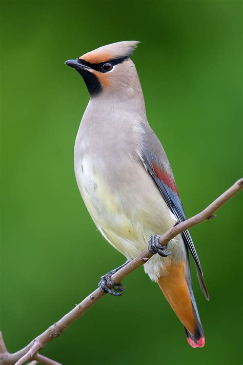 Bohemian Waxwing | NatureRules1 Wiki | Fandom