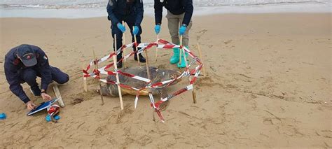 Altra Tartaruga Caretta Caretta Spiaggiata Sul Litorale Nord Primonumero