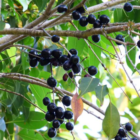 Black Plum Syzygium Cumini Tooth Mountain Nursery