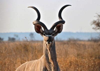 Greater Kudu Facts - CRITTERFACTS