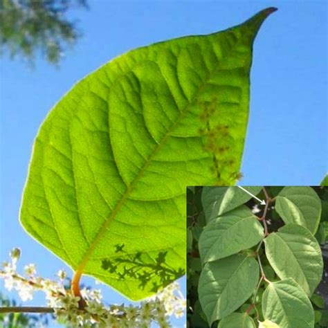 Japanese Knotweed Identification In Devon Cornwall Bristol Somerset