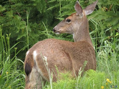 Blacktail Doe Staring At Cats