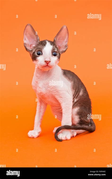 Kitten Cornish Rex With Big Ears Bright Orange Background Stock Photo