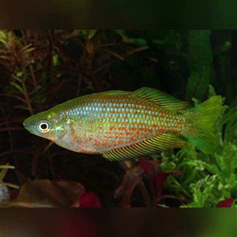 Red Striped Rainbowfish Melanotaenia Rubrostriata