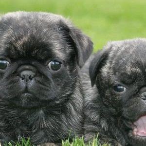 Brindle Pug Puppies | Kooky Pugs